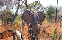 Small Group Serengeti and Ngorongoro Crater Adventure Safari