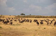 Small Group Serengeti and Ngorongoro Crater Adventure Safari