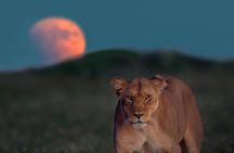 Small Group Serengeti and Ngorongoro Crater Adventure Safari
