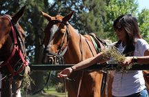 Horseback Riding and Polo in Buenos Aires 