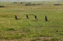 3 Days Maasai Mara Safari and Game Drive
