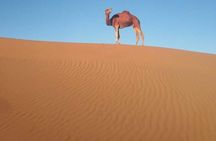 Authentic atmosphere of Erg Chigaga