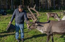 Reindeer Farm Experience in Summer and Autumn from Rovaniemi