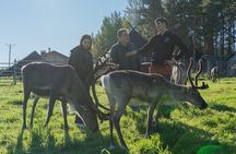 Reindeer Farm Experience in Summer and Autumn from Rovaniemi