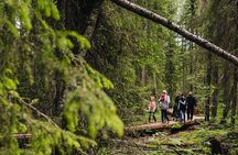 2.5 Hours Hike in Vaattunkikongas Forest Trail