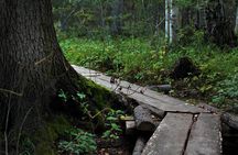 2.5 Hours Hike in Vaattunkikongas Forest Trail