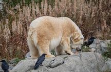 Experience Reindeer Farm and Ranua Wildlife Park in Rovaniemi
