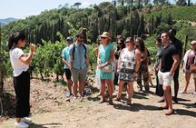 Chianti Wine Tour: Two Wine Tastings, Vineyards and Cellar Visit
