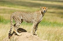 9 Days Great Migration Safaris with Kojuu Safaris Africa-Luxury.