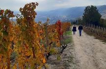 Guided tour and wine tasting Northern Rhône Valley