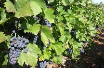 Guided tour and wine tasting Northern Rhône Valley