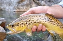 Fly Fishing in Cape Town for Five Hours