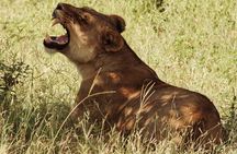 From Victoria Falls: Chobe National Park Small Group Tour