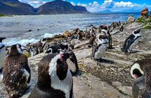 Cape Agulhas Full Day Private Tour 