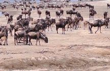 Mikumi National Park Day Trip Safari