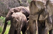 Mikumi National Park Day Trip Safari