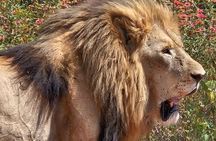  Kruger National Game Park three day PRIVATE Tour 