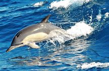 Fuerteventura: Magic Select Catamaran Trip with Food & Drinks