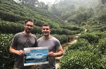 Day Tour to Discover the Secrets of Hangzhou's Tea Culture