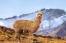 Tour of the Mountain of Colors Vinicunca or Rainbow Mountain