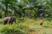 Khaolak Elephant Sanctuary, Cooking Class and Waterfall Tour