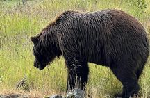 Seward to Anchorage transfer with National Park hike and AWCC