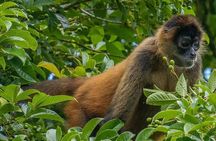 Wildlife Boat Trip Caño Negro 