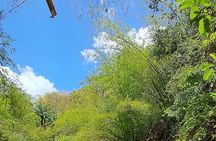 2 Hours Trekking Waterfall Tour in Tobago