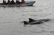Full Day Tour Mangroves Dolphins and Cocoa Farm from Guayaquil
