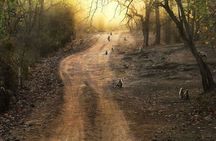 Private Lion Safari in the Gir National Park in Gujarat
