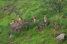 Jeep Safari: A Skip the line access to Devalia Safari Park India