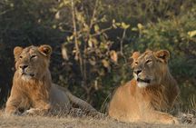 Private Lion Safari in the Gir National Park in Gujarat