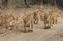 Jeep Safari: A Skip the line access to Devalia Safari Park India