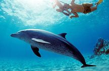 Private Speedboat Swim with Dolphins, Water Sports - Hurghada