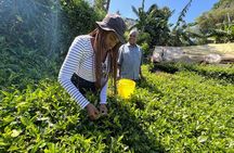 Agro-Tourism Tea Workshop in Nandi Hills
