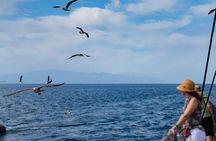 Exclusive Freebird Catamaran Whale & Dolphin to Masca From North