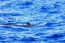 Exclusive Freebird Catamaran Whale & Dolphin to Masca From North