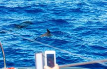 Exclusive Freebird Catamaran Whale & Dolphin to Masca From North