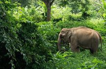 Khaolak Elephant Sanctuary, Cooking Class and Waterfall Tour
