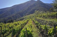 Walk through vineyards, breathtaking views and flavors of Salina
