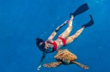 Private Guided Tour Swim with Turtles Rarotonga