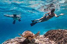 Private Guided Tour Swim with Turtles Rarotonga