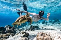 Private Guided Tour Swim with Turtles Rarotonga