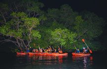 Evening Bali Mangrove Canoe Tour
