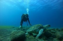 Fun Dive With Scuba Point in Los Cristianos