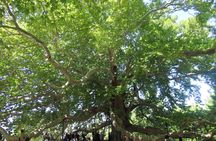 Bursa & Uludag Nature Tour with Lunch Cable Car and Pick Up