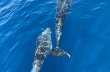 Blue cave tour with a speedboat-small group