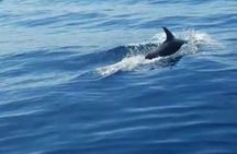 Boat Tour to the Zadar Islands