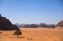 Explore Wadi Rum Desert with Camel Ride Experience with Stay