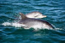 Port Stephens: Dolphin Discovery Cruise